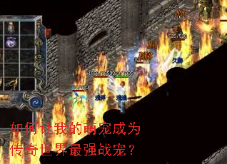 如何让我的萌宠成为传奇世界最强战宠? 如何让我的萌宠成为传奇世界最强战宠?